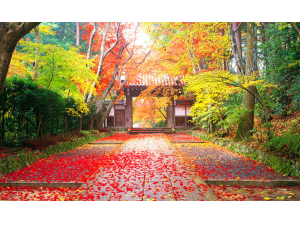 北京文化贵宾纯玩一日游