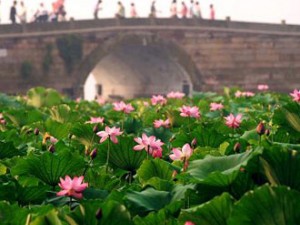 杭州、千岛湖、西溪湿地、苏州四日游